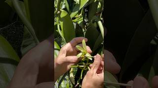 How to hand pollinate a Vanilla flower [upl. by Harilda]