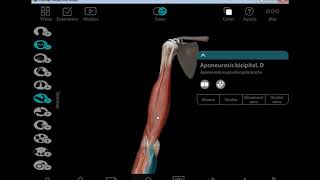 Region Braquial Anterior anatomía app visiblebody [upl. by Shuma287]