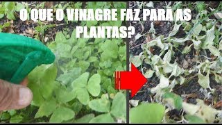 VINAGRE NAS PLANTAS  O que ele faz de VERDADE no seu jardim ou vaso [upl. by Ailima]