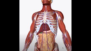 Valsalva Maneuver what is it how it works how to use it for training [upl. by Ermengarde]