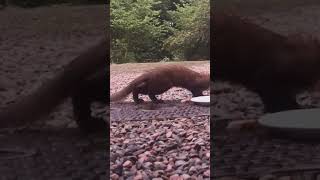 Pine Marten at Dunlachlan cottage Strontian Scotland [upl. by Annij]