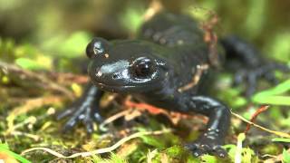 Alpensalamander Salamandra atra [upl. by O'Doneven]