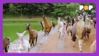 Llamas On The Loose  Llama Nation  Watch now on thisisDocPop [upl. by Willow]