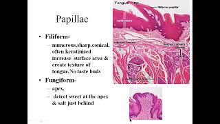 histology tongue papillae [upl. by Nathaniel]