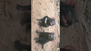 🐈‍⬛ So Cute a pair of Ratsthose are not Rats 🙀Tasmanian Devil Sarcophilus harrisii [upl. by Ehcadroj129]