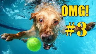 🐶 Grappige Honden Filmpjes OMG  Compilatie Deel 3 [upl. by Mano]