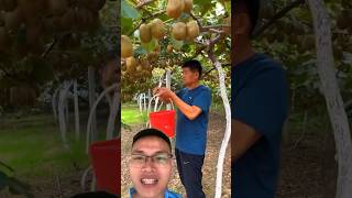 Harvesting kiwifruit sonasmr [upl. by Polinski]