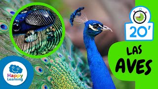 Cosas que nos sabías sobre LAS AVES Aprende el Reino Animal  Happy Learning 🐥 🦃 🦩🦜 [upl. by Hluchy]