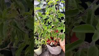 tulsi  plant ☘️ netucheral beautiful 🪴🪴🪴 [upl. by Gwenette]