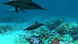 Dolphins 3D Screensaver [upl. by Ditzel]