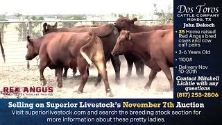 Dos Toros Red Angus Cows amp Cow Calf Pairs [upl. by Annawahs]