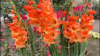 Gladiolus Plant  One of the beautiful flower in winter Season  Gladiolus Care [upl. by Ylerebmik663]