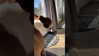 Bean and Biff The Boston Terrier being mouthy [upl. by Nnaeel]