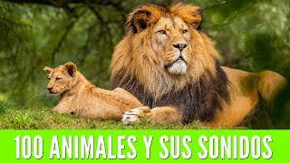 100 ANIMALES PARA NIÑOS Aprende los nombres de los animales y sus sonidos🦁🐯🐨 [upl. by Uos]