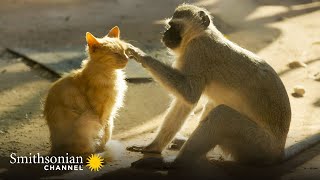 Vervet Monkeys Feel the Same Way About Cats as We Do 😼 Amazing Animal Friends  Smithsonian Channel [upl. by Akiras]