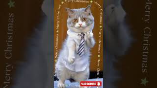 ai cat dance cat dance shorts viralvideo aicat ai [upl. by Togram]