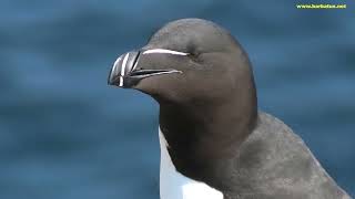 ALCA COMÚN  RAZORBILL  Alca torda 4K [upl. by Hoon]