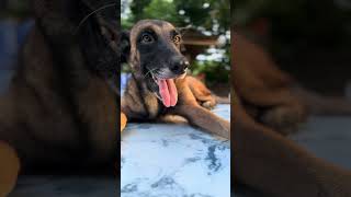 boopable blue belgian malinois cutie [upl. by Holmun842]