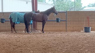 Routine lameness exam and cost breakdown of injections [upl. by Ylhsa437]