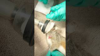 Lancing an abscess on a wild squirrel’s neck [upl. by Ellehcim]