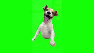 Green Screen Laughing Dog Meme [upl. by Michaeline]