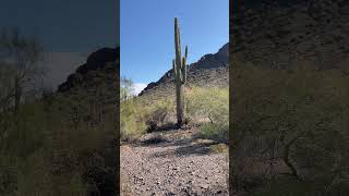 Sunset Day Use Picacho Peak State Park saguaro hiking [upl. by Adelina]