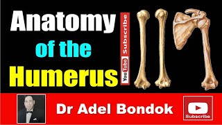 Anatomy of the Humerus Osteology Dr Adel Bondok Making Anatomy Simple [upl. by Voe]