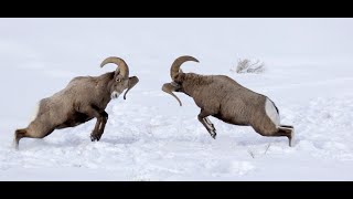 Wildlife PhotographyBest Bighorn Sheep Ram Headbutting FightBattleBashRutSnowSoundJacksonWy [upl. by Catherina]