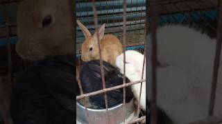 Brown black rabbit trending viralshorts dhanbad 🦜🌹 [upl. by Horatius878]