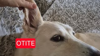 OTITE Thalita Portugal Veterinária está ao vivo [upl. by Eanert]