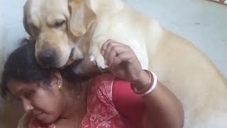 ছেলেরা মায়েদের একটু বেশি প্রিয় হয় 😍🥺। Labrador Dog 🐶। More Mona [upl. by Ddot563]