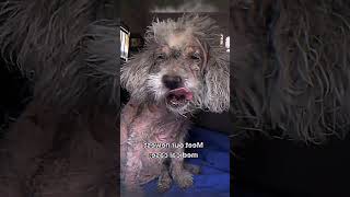 Deadliest pet disease sarcoptic mange [upl. by Eussoj801]