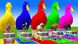 5 Giant Duck CartoonCowElephantTigerLionGorilla Paint Wild Animals Crossing Fountain Animation [upl. by Dietz]