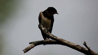 Andorinha das chaminés Hirundo rustica [upl. by Elwin150]