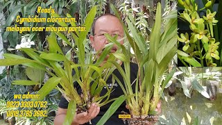 Promo Cymbidium plus [upl. by Einahpts557]