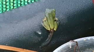 Froglets first time out of the water [upl. by Ailina]