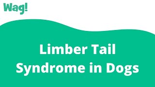 Limber Tail Syndrome in Dogs  Wag [upl. by Airemat]