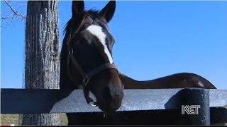 Zenyatta Thoroughbred Racehorse  Kentucky Life  KET [upl. by Westfahl]