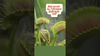 Why do some plants eat insects  Insect eating plants  Venus fly trap  Pitcher Plant shorts [upl. by Aretta203]