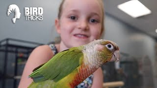 My 7 yr Old Tamed This Rescue Bird in 2 Days  Pineapple Cheek Conure Taming [upl. by Myo45]