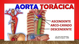 🥇 Anatomía de La AORTA TORÁCICA Relaciones Ramas Fácil Explicación [upl. by Hareehat]