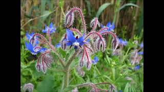 Bourrache plante médicinale [upl. by Boyce890]