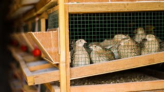 DIY CHEAP 3 LAYERED QUAIL CAGE│Building a new layer Cage with superb design Quail raising Tips [upl. by Gapin]