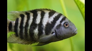 Convict Cichlids Breeding  5 amazing facts on breeding Convict Cichlid Zebra Cichlids fish [upl. by Slayton]