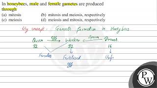 In honeybees male and female gametes are produced through a mito [upl. by Eimrots]