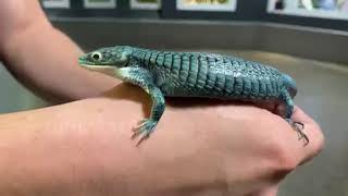 October 5  Mexican Alligator Lizard [upl. by Yrahca]