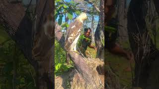 Guy See Eagle in the forest part 01 eagle wadingbirds hawkeagle martialeagle aviary wildlife [upl. by Yanarp]