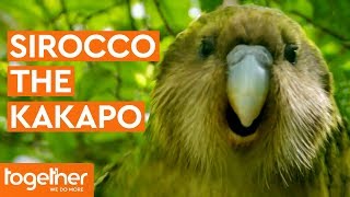 Sirocco the Kakapo Gets Frisky with Mark Carwardine  Last Chance to See [upl. by Lira]