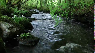 8 Hours Relaxing Nature Sounds Forest RiverSleep RelaxationBirdsongSound of WaterJohnnie Lawson [upl. by Eceinahs]