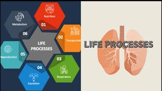 quotLife Processes in Class 10 Understanding the essential functions that sustain lifequot [upl. by Colfin]